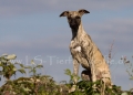 44 Windhund-Trio